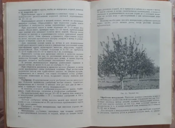 Плодово-ягодный сад и питомник 1953 г Костанай