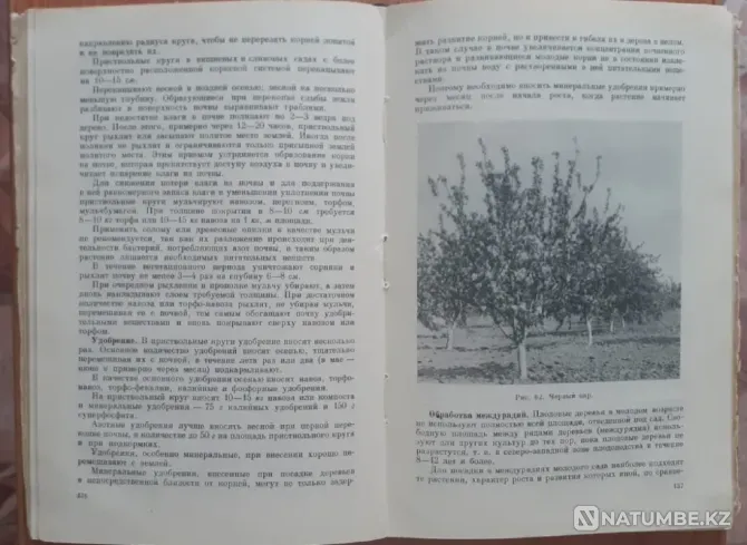 Плодово-ягодный сад и питомник 1953 г Костанай - изображение 4
