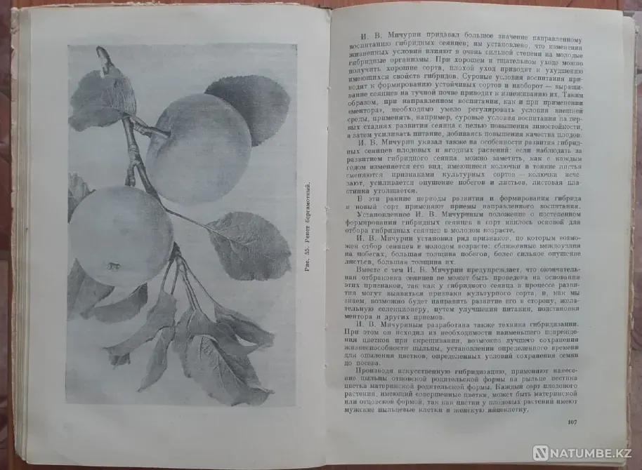 Плодово-ягодный сад и питомник 1953 г Костанай - изображение 5