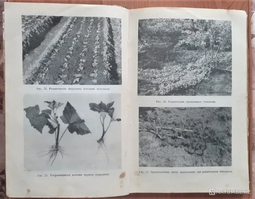Плодово-ягодный сад и питомник 1953 г Костанай - изображение 3