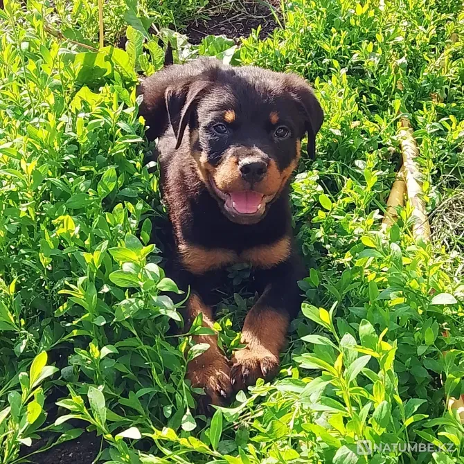 Rottweiler puppies with RKF documents Moscow - photo 1