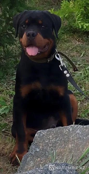 Щенки ротвейлера с документами ркф Москва - изображение 1