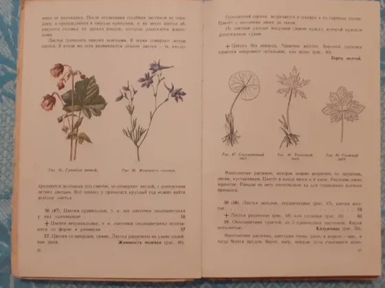 Что растет вокруг тебя. Учпедгиз, 1959г Kostanay