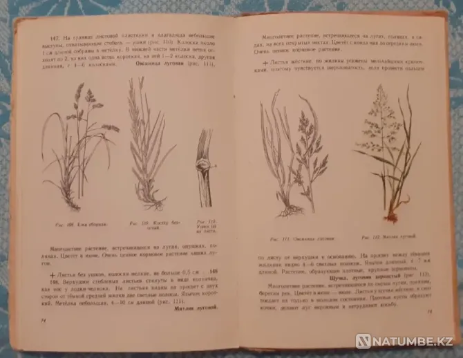What grows around you. Uchpedgiz, 1959 Kostanay - photo 4