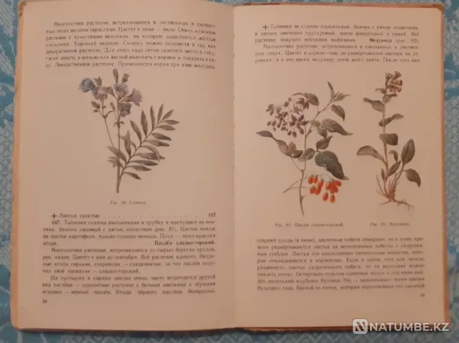 What grows around you. Uchpedgiz, 1959 Kostanay - photo 3