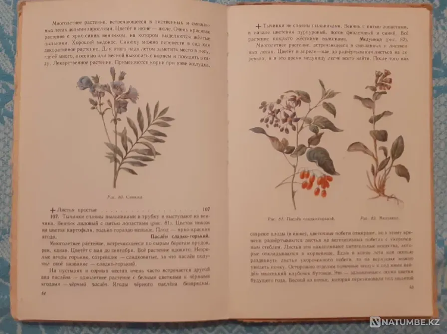 What grows around you. Uchpedgiz, 1959 Kostanay - photo 3