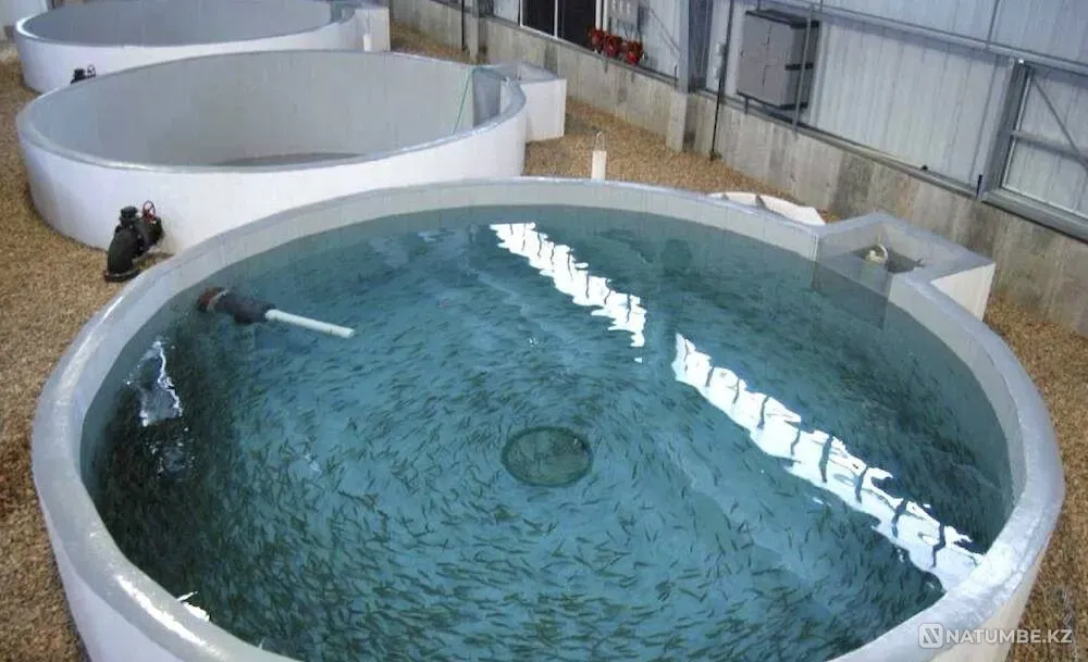 Обмен емкости из поликом-тов на спецтех Усть-Каменогорск - изображение 1