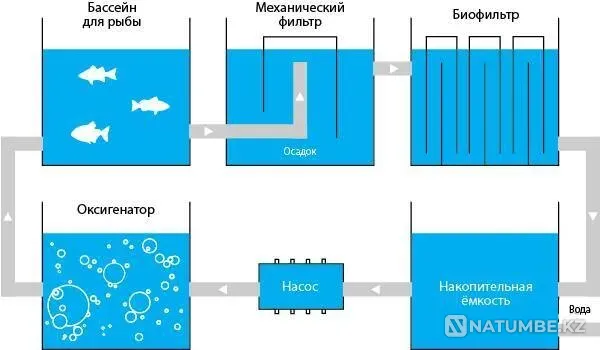 Pools for breeding fish, crayfish, etc. Ust-Kamenogorsk - photo 4