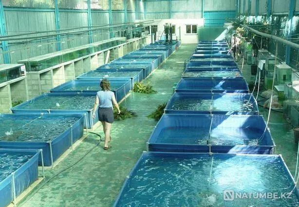 Pools for breeding fish, crayfish, etc. Ust-Kamenogorsk - photo 1