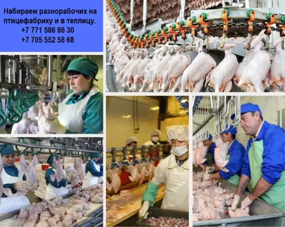 Компания ПРО работа ищет разнорабочих  Алматы