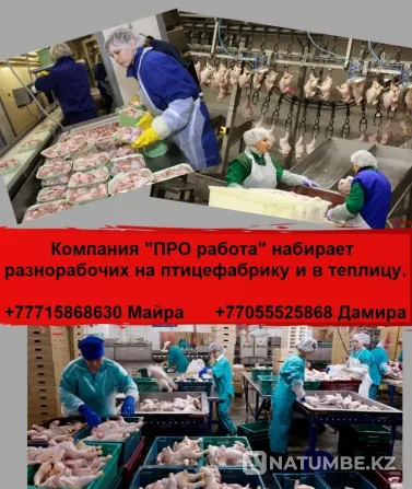 PRO rabota компаниясы жалпы жұмысшыларды іздейді  Алматы - изображение 2