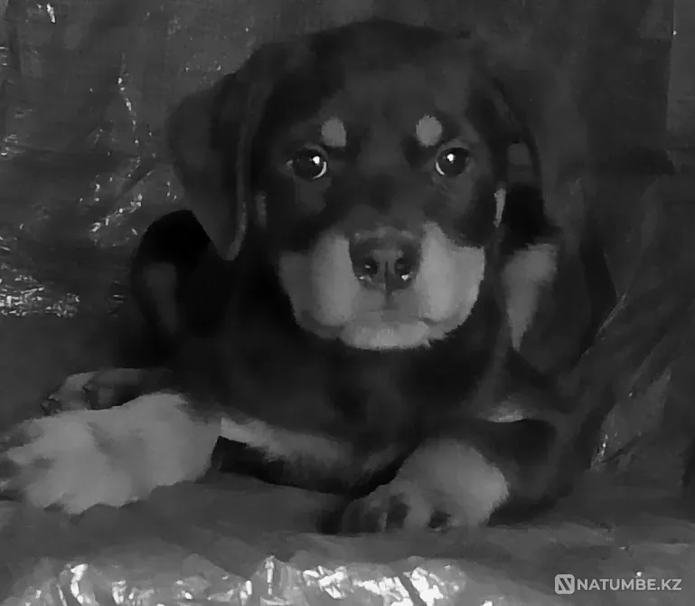 Щенки ротвейлера Костанай - изображение 1