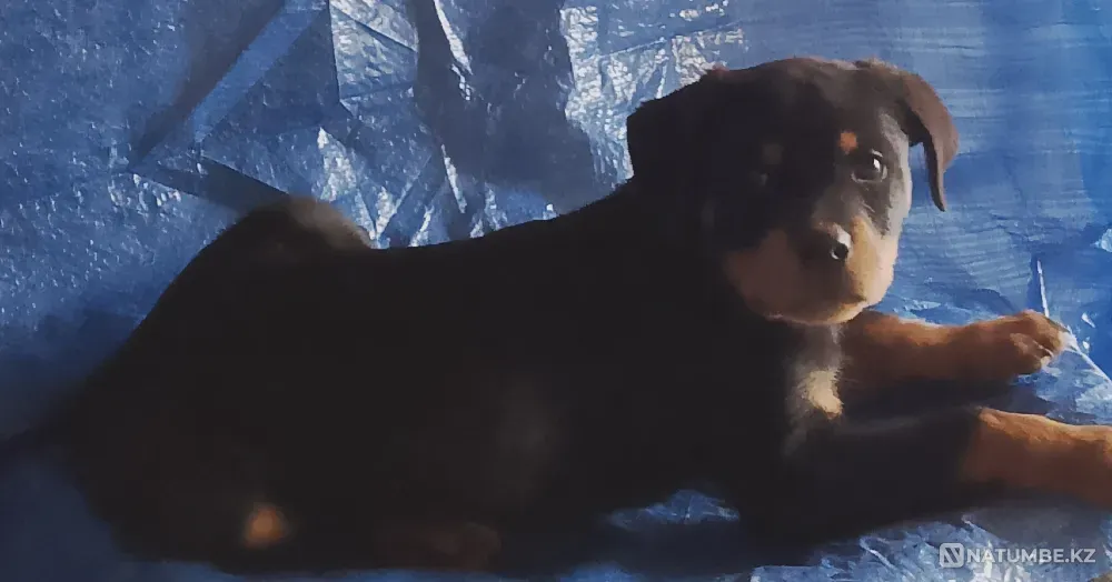 Ротвейлер  Қостанай  - изображение 1