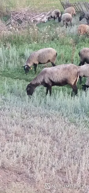 Продам романовских овец Астана - изображение 1