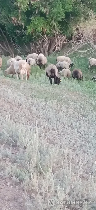 Продам романовских овец Астана - изображение 2