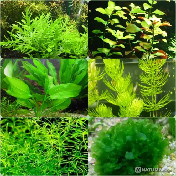 Aquarium plants for sale Almaty - photo 1