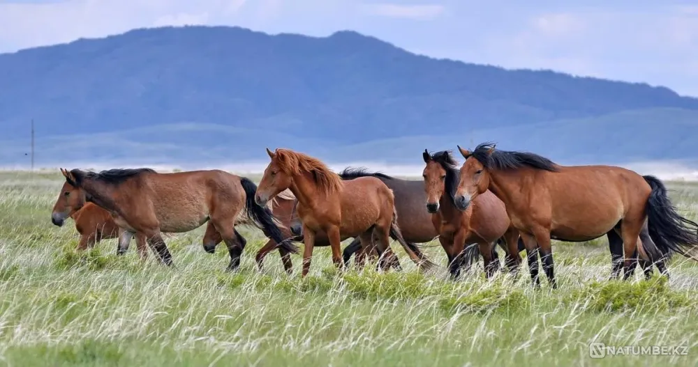 Продам лошадей косяками Усть-Каменогорск - изображение 1