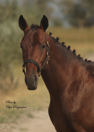 Trakehner stallion born in 2024 Rostov-na-Donu