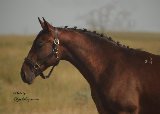 Trakehner stallion born in 2024 Rostov-na-Donu