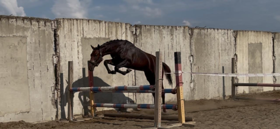 Trakehner stallion born in 2024 Rostov-na-Donu