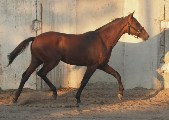 Trakehner stallion born in 2024 Rostov-na-Donu