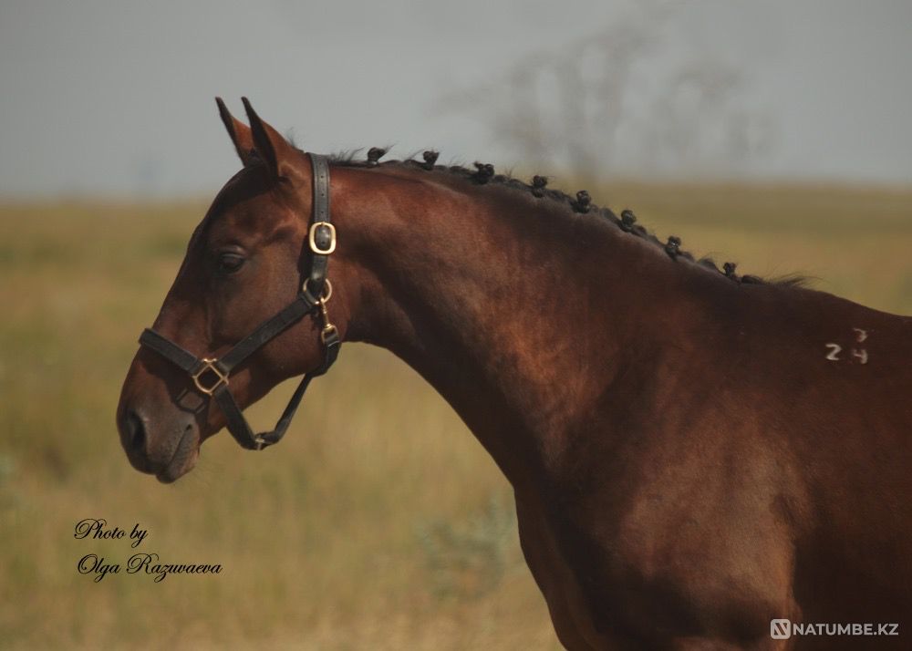 Жеребец тракененской породы 2024 г.р Ростов-на-Дону - изображение 2