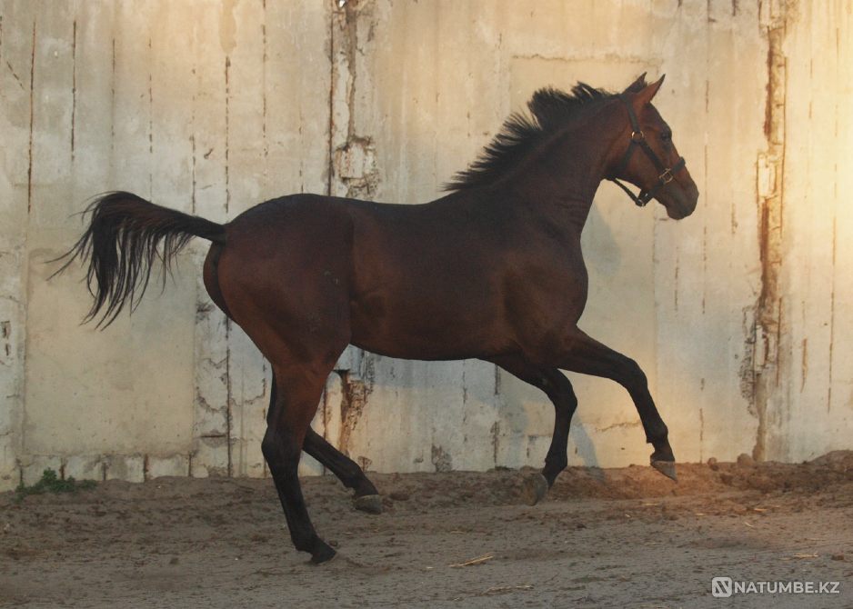 Жеребец тракененской породы 2024 г.р Ростов-на-Дону - изображение 6
