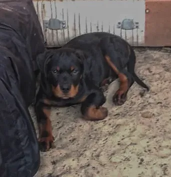 Rottweiler puppies Kostanay