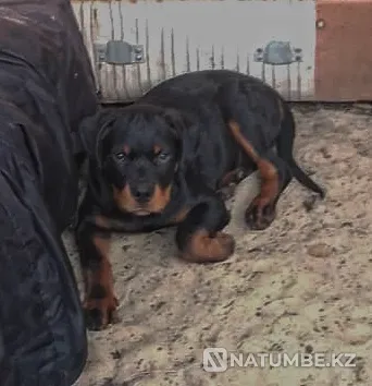 Щенки ротвейлеро Костанай - изображение 1