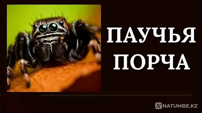 Шымкент! Сильная Паучья Порча Обидчику Шымкент - изображение 1