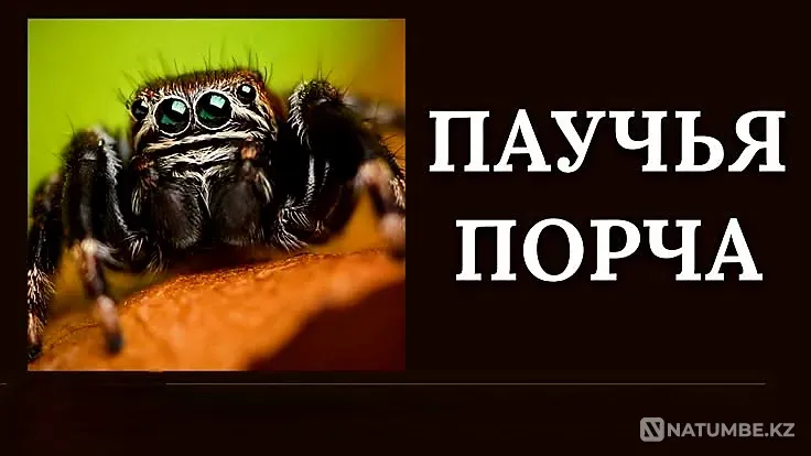 Shymkent! Strong Spider Healing for the Offender Shymkent - photo 1