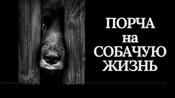 Астана! Порча На Собачью Жизнь Обидчику Астана
