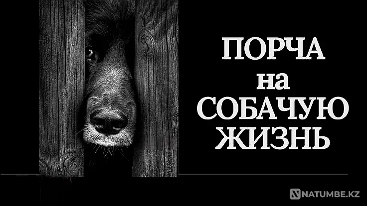 Astana! Damage to a Dog's Life for the Offender Astana - photo 1