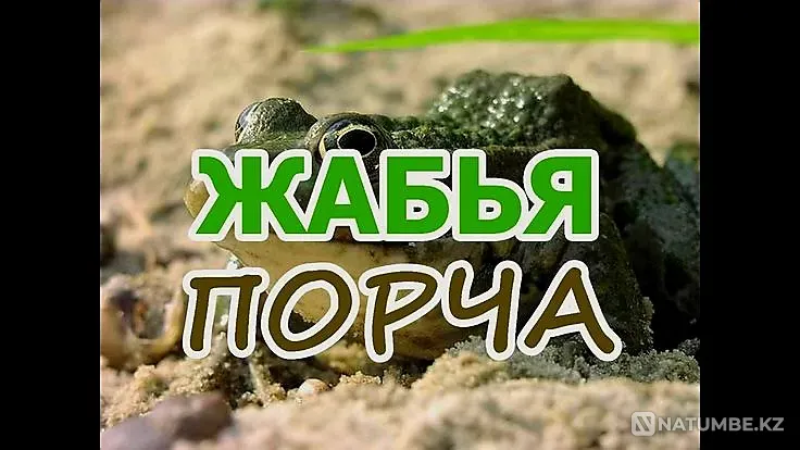 Almaty! Damage (Toad Skin) to the offender Almaty - photo 1