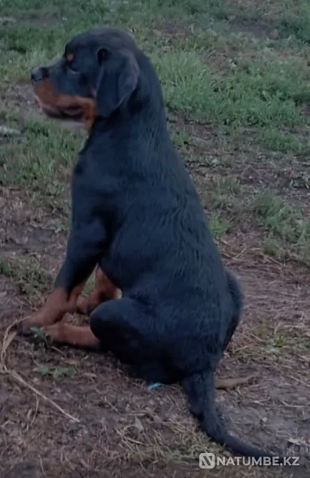 Если мечтаешь о ротвейлере , звони Санкт-Петербург - изображение 1