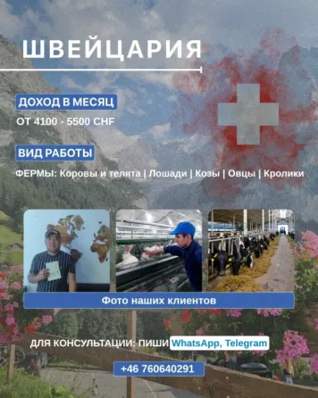 Работа на ферме в Швейцарии Астана