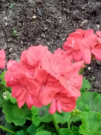 Отдам пиларгонии Кохма