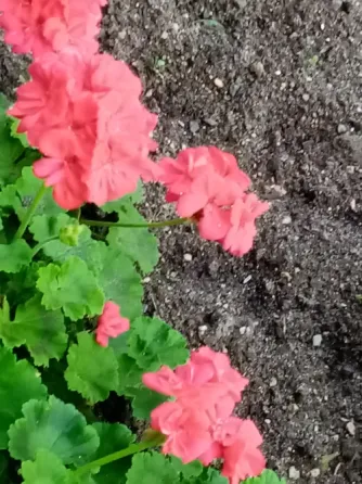 Отдам пиларгонии Кохма