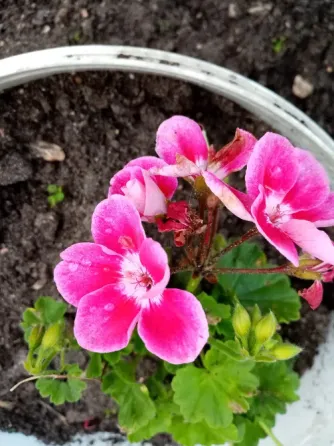 Отдам пиларгонии Кохма