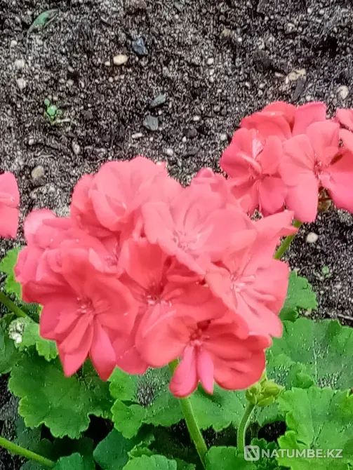 Отдам пиларгонии Кохма - изображение 3