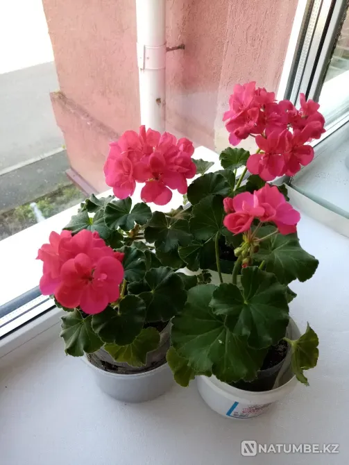 Отдам пиларгонии Кохма - изображение 4