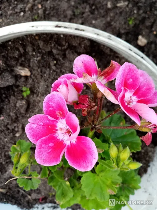 Отдам пиларгонии Кохма - изображение 2