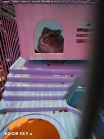 Джунгарские хомячки Astana