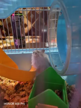 Джунгарские хомячки Astana