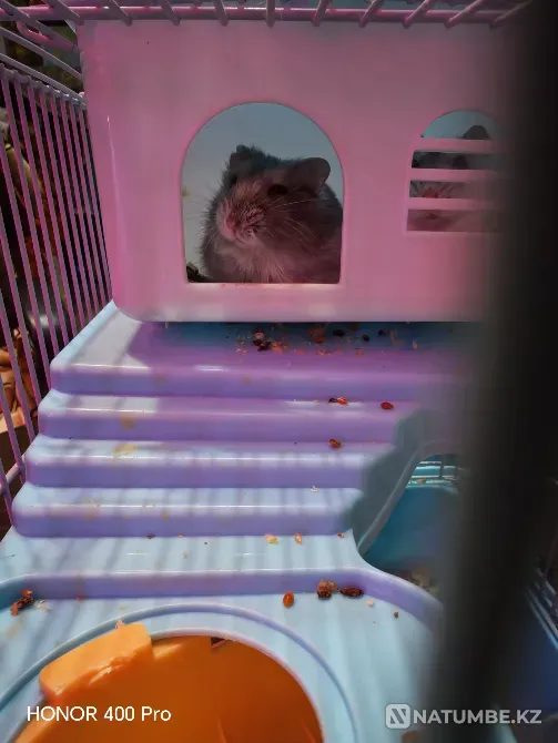 Джунгарские хомячки Astana - photo 2