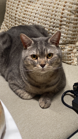 Отдам кота в хорошие руки, 2 года  Астана