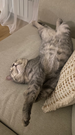 Отдам кота в хорошие руки, 2 года  Астана