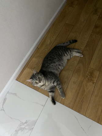 Отдам кота в хорошие руки, 2 года  Астана