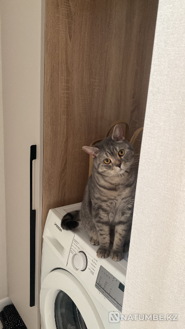 Отдам кота в хорошие руки, 2 года  Астана - изображение 1