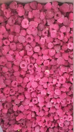 Свежезамороженная малина оптом по Казахс  Талдықорған